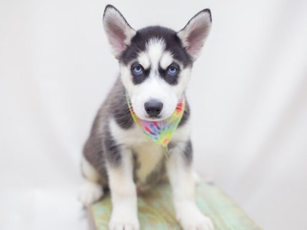 Siberian Husky DOG Male Black and White 14154 Petland Wichita, Kansas