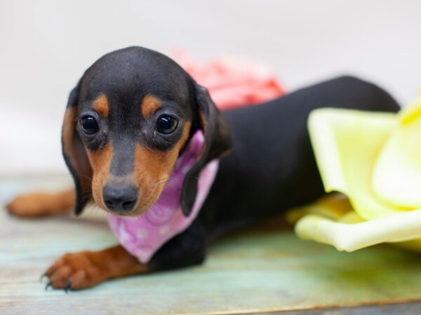 Miniature Dachshund DOG Female Black and Tan 14197 Petland Wichita, Kansas