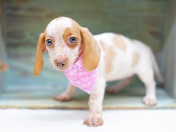 Miniature Dachshund DOG Female Lemon Piebald 14196 Petland Wichita, Kansas