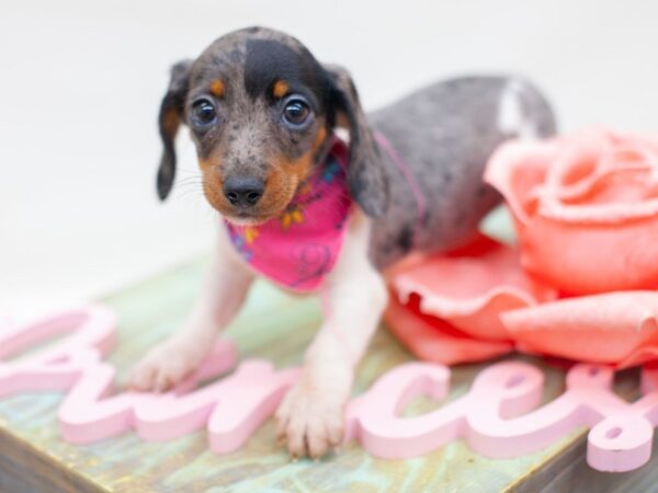 Miniature Dachshund DOG Female Silver Dapple 14195 Petland Wichita, Kansas