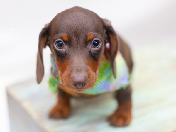 Miniature Dachshund-DOG-Male-Chocolate & Tan-14194-Petland Wichita, Kansas