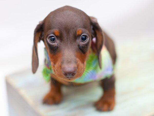 Miniature Dachshund DOG Male Chocolate & Tan 14194 Petland Wichita, Kansas