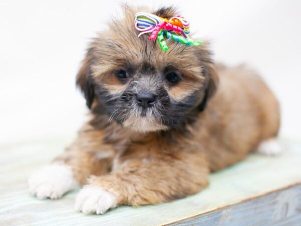 Lhasa Apso DOG Female Gold Black Mask 14193 Petland Wichita, Kansas