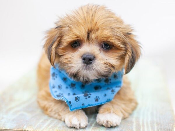 Lhasa Apso DOG Male Gold Black Mask 14192 Petland Wichita, Kansas