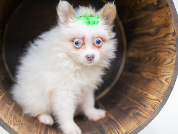 Pomeranian DOG Female Sable Parti Blue Eyes 14191 Petland Wichita, Kansas