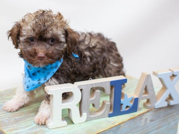 Havanese DOG Male Chocolate and White 14190 Petland Wichita, Kansas