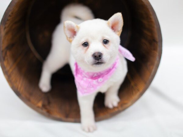 Shiba Inu DOG Female White 14189 Petland Wichita, Kansas