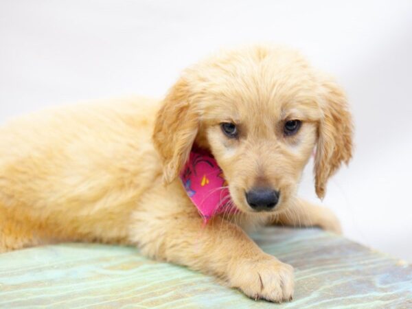 Golden Retriever DOG Female Golden 14187 Petland Wichita, Kansas