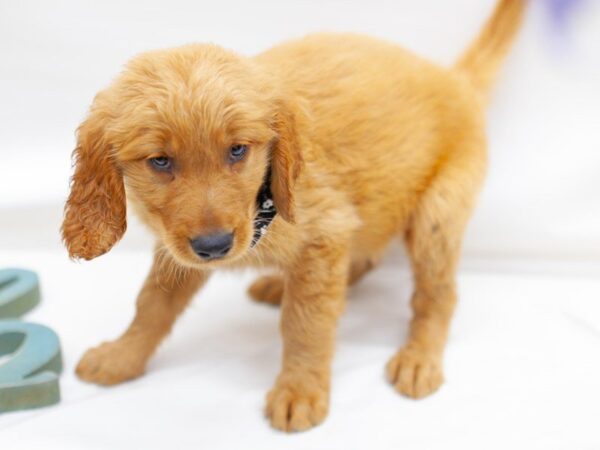 Golden Retriever DOG Male Golden 14186 Petland Wichita, Kansas