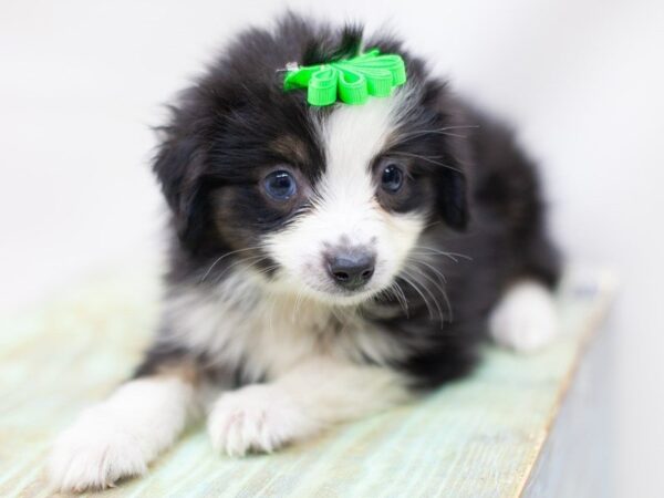 Miniature Australian Shepherd DOG Female Black Tri One Blue Eye 14185 Petland Wichita, Kansas