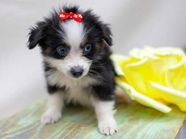 Miniature Australian Shepherd DOG Female Black Tri Two Blue Eyes 14184 Petland Wichita, Kansas