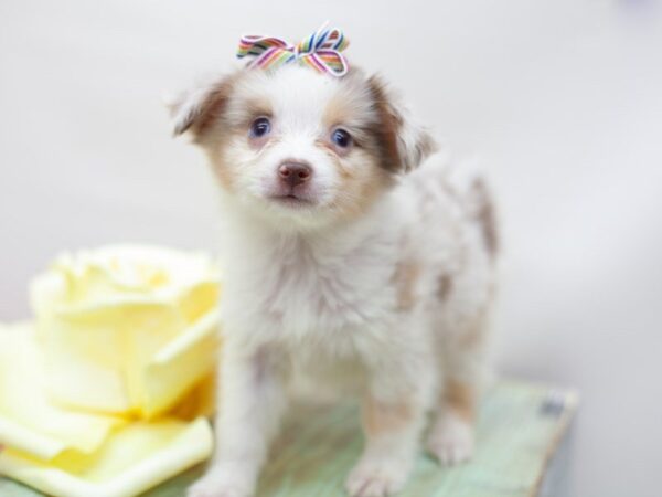 Miniature Australian Shepherd DOG Female Red Merle 14183 Petland Wichita, Kansas