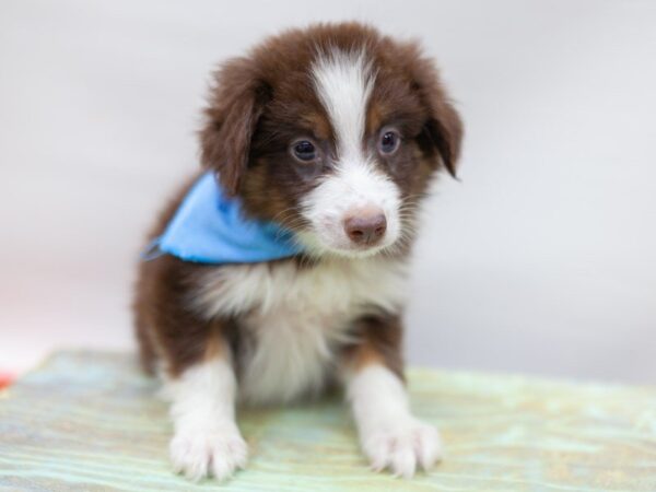 Miniature Australian Shepherd-DOG-Male-Red Tri-14182-Petland Wichita, Kansas