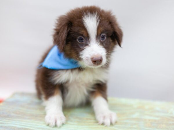 Miniature Australian Shepherd DOG Male Red Tri 14182 Petland Wichita, Kansas