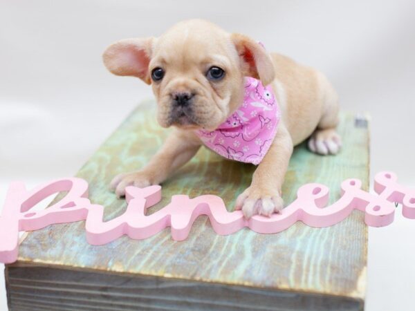 French Bulldog DOG Female Cream 14181 Petland Wichita, Kansas