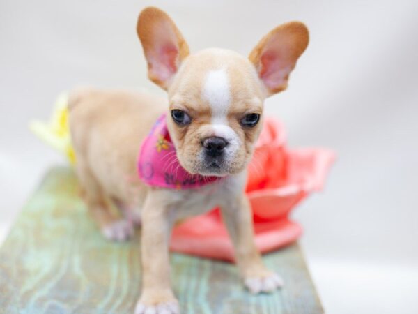 French Bulldog DOG Female Cream 14180 Petland Wichita, Kansas