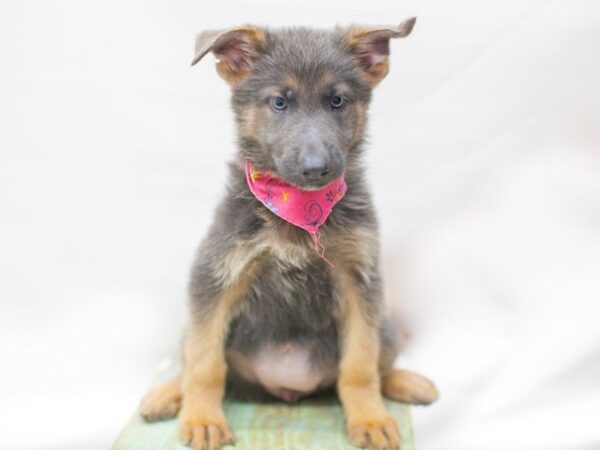 German Shepherd Dog DOG Female Blue 14179 Petland Wichita, Kansas