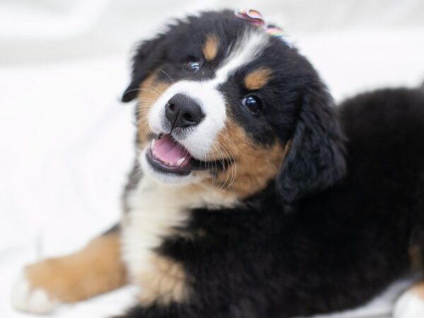 Bernese Mountain Dog DOG Female Tri 14178 Petland Wichita, Kansas