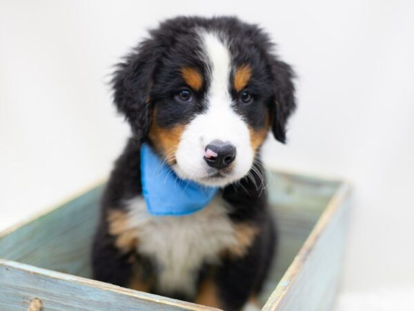 Bernese Mountain Dog DOG Male Tri 14177 Petland Wichita, Kansas