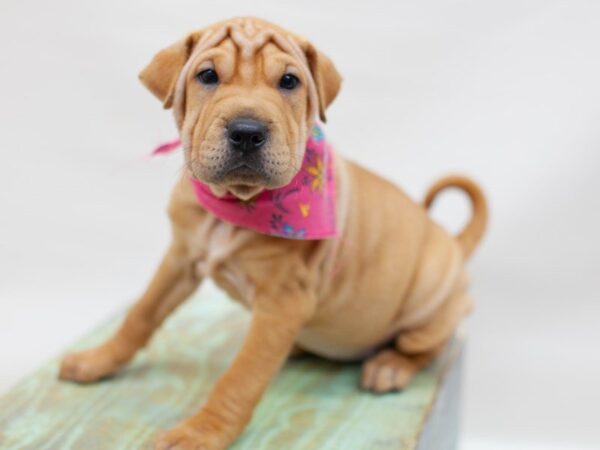 Mini Walrus DOG Female Fawn 14175 Petland Wichita, Kansas