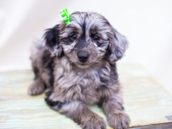 Toy Aussiedoodle DOG Female Blue Merle 14217 Petland Wichita, Kansas