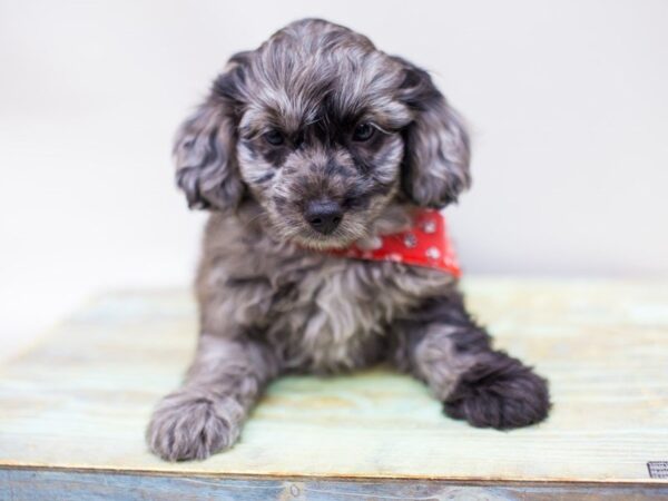 Toy Aussiedoodle-DOG-Male-Blue Merle-14216-Petland Wichita, Kansas