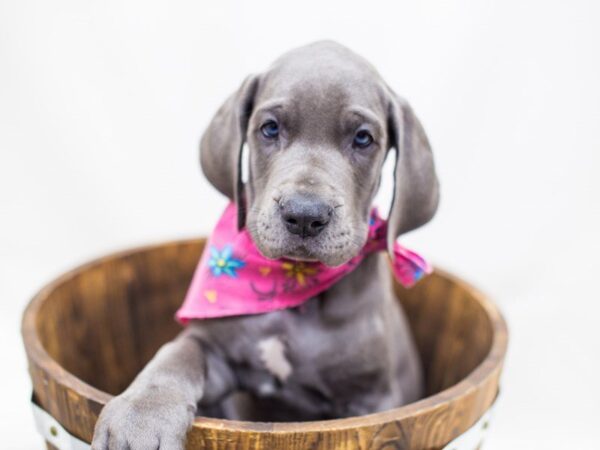 Great Dane DOG Female Blue w/ White 14215 Petland Wichita, Kansas