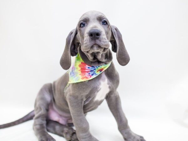 Great Dane DOG Male Blue w/ White 14214 Petland Wichita, Kansas