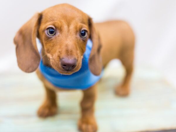 Miniature Dachshund-DOG-Male-Red-14212-Petland Wichita, Kansas