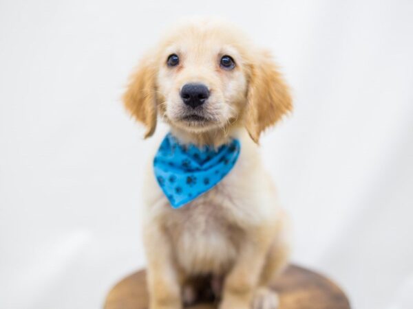 Golden Retriever DOG Male Golden 14210 Petland Wichita, Kansas