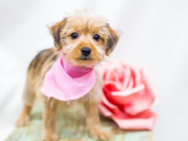 Yorkie Poo DOG Female Sable 14207 Petland Wichita, Kansas