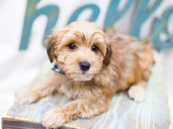 Yorkie Poo DOG Male Sable 14206 Petland Wichita, Kansas