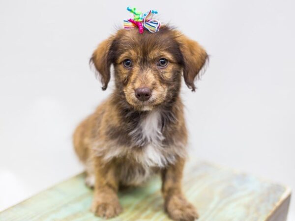 BeagleDoodle DOG Female Red 14205 Petland Wichita, Kansas