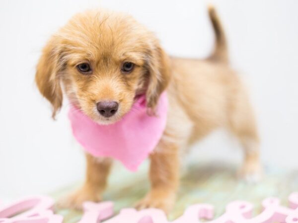 BeagleDoodle DOG Female Sable 14204 Petland Wichita, Kansas