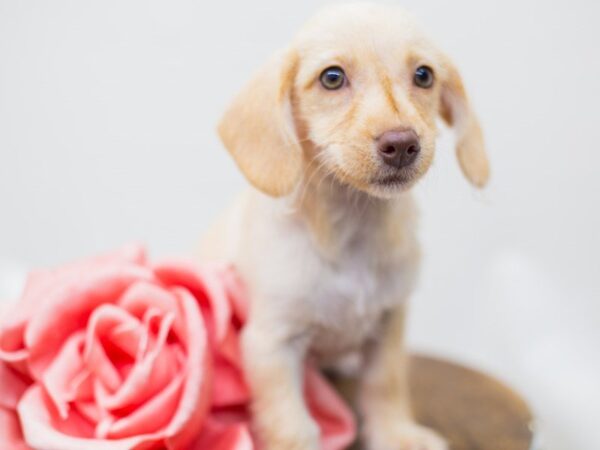 BeagleDoodle DOG Female Golden 14203 Petland Wichita, Kansas