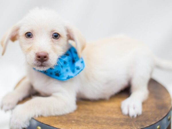 BeagleDoodle DOG Male Blonde 14202 Petland Wichita, Kansas