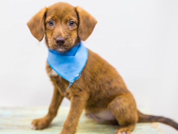 BeagleDoodle DOG Male Red 14201 Petland Wichita, Kansas