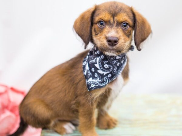 BeagleDoodle DOG Male Red 14200 Petland Wichita, Kansas