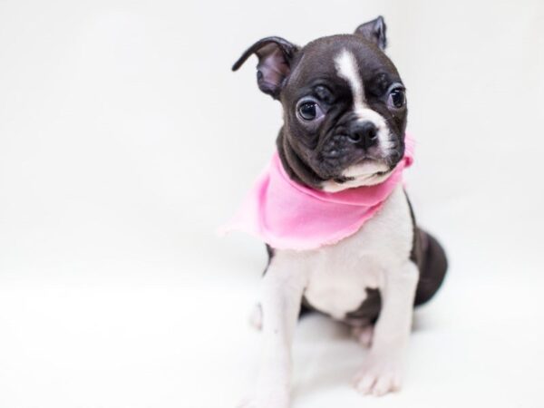 Boston Terrier-DOG-Female-Black & White-14199-Petland Wichita, Kansas