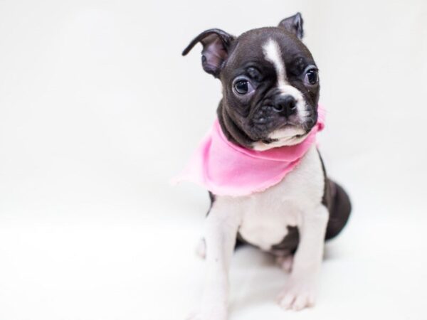 Boston Terrier DOG Female Black & White 14199 Petland Wichita, Kansas