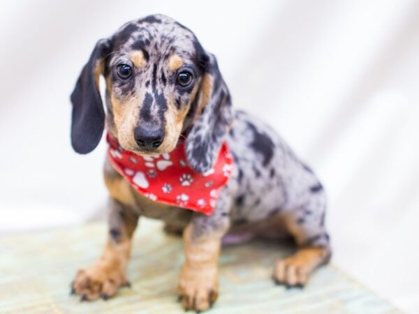 Miniature Dachshund DOG Male Silver Dapple 14213 Petland Wichita, Kansas