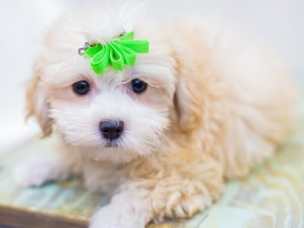 Toy MaltiPoo DOG Female Cream 14208 Petland Wichita, Kansas