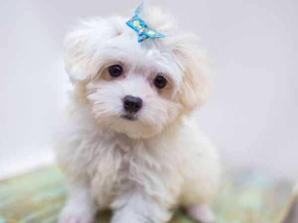 Toy MaltiPoo DOG Female White 14209 Petland Wichita, Kansas