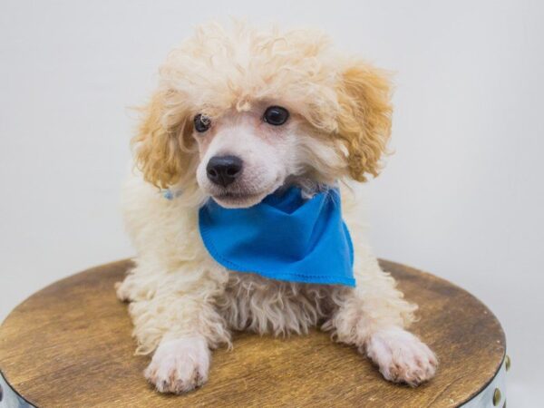 Miniature Poodle-DOG-Male-Apricot-14253-Petland Wichita, Kansas