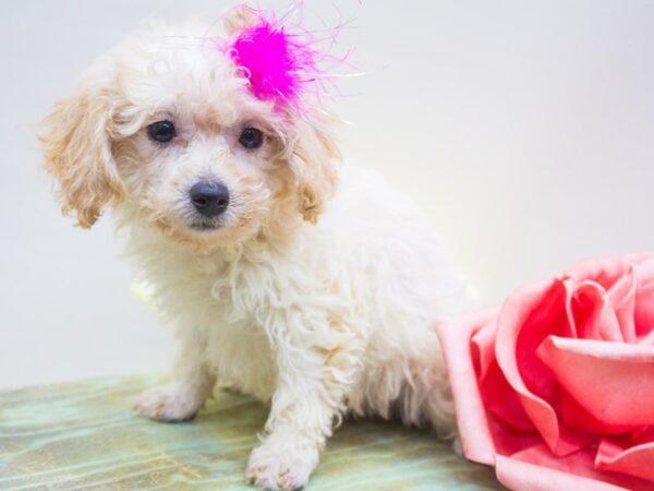 Bichon Poo DOG Female Apricot 14252 Petland Wichita, Kansas