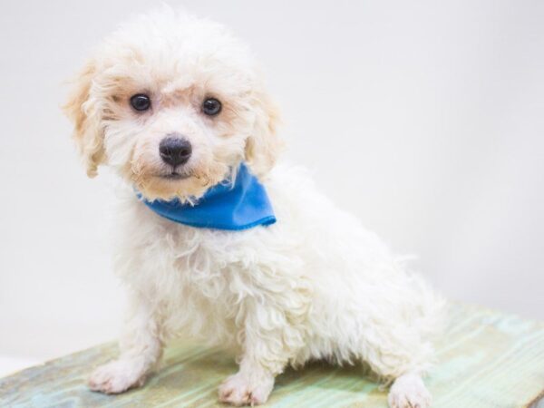 Bichon Poo DOG Male Apricot 14251 Petland Wichita, Kansas