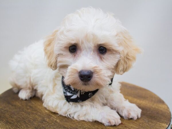 Havapoo DOG Male Apricot & White 14249 Petland Wichita, Kansas