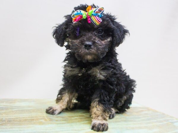 Toy Poodle DOG Female Phantom 14248 Petland Wichita, Kansas