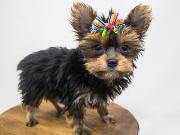 Yorkshire Terrier-DOG-Female-Black & Tan-14247-Petland Wichita, Kansas