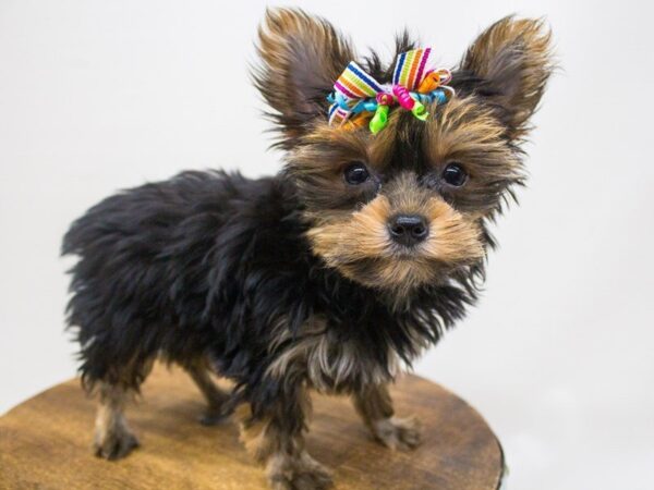 Yorkshire Terrier DOG Female Black & Tan 14247 Petland Wichita, Kansas